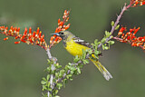 Image. Scott's Oriole