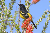 Image. Scott's Oriole