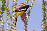 Image. Scott's Oriole