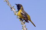 Image. Scott's Oriole
