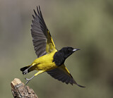 Image. Scott-Trupial