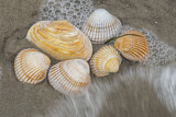 Image. Seashells at sandy beach