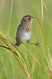 Image. Seaside Sparrow