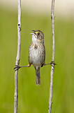 Image. Seaside Sparrow