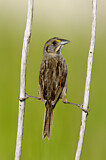 Image. Seaside Sparrow