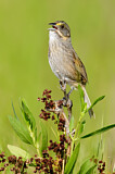 Image. Seaside Sparrow