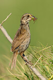 Image. Seaside Sparrow