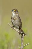 Image. Seaside Sparrow