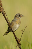 Image. Seaside Sparrow