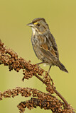 Image. Seaside Sparrow