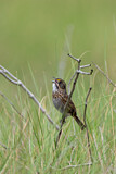 Image. Seaside Sparrow
