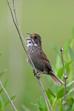 Image. Seaside Sparrow
