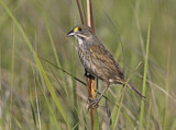 Image. Seaside Sparrow