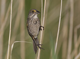 Image. Seaside Sparrow