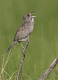 Image. Seaside Sparrow