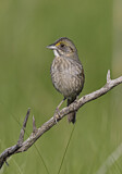 Image. Seaside Sparrow