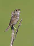 Image. Seaside Sparrow