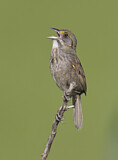 Image. Seaside Sparrow