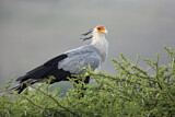 Image. Secretarybird