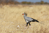 Image. Secretarybird