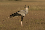 Image. Secretarybird