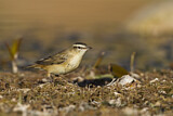 Image. Sedge Warbler