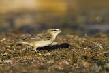 Image. Sedge Warbler