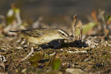 Image. Sedge Warbler