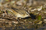 Image. Sedge Warbler