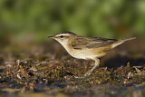 Image. Sedge Warbler