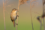 Image. Sedge Warbler