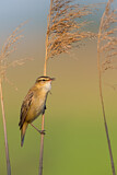Image. Sedge Warbler