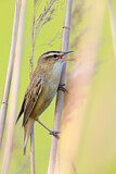 Image. Sedge Warbler