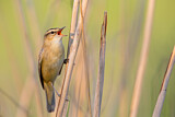 Image. Sedge Warbler