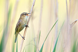 Image. Sedge Warbler