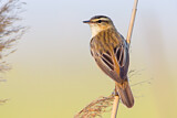 Image. Sedge Warbler
