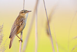 Image. Sedge Warbler