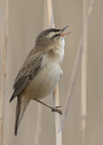 Image. Sedge Warbler