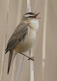 Image. Sedge Warbler