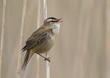 Image. Sedge Warbler