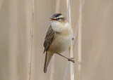 Image. Sedge Warbler