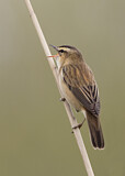 Image. Sedge Warbler