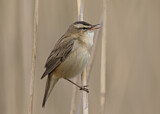 Image. Sedge Warbler