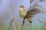 Image. Sedge Warbler