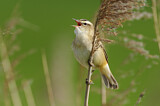 Image. Sedge Warbler