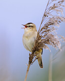 Image. Sedge Warbler