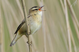 Image. Sedge Warbler