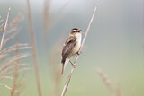 Image. Sedge Warbler