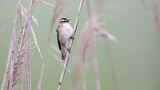 Image. Sedge Warbler