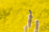 Image. Sedge Warbler